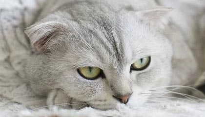 九游-迭戈·马拉多纳，与那不勒斯的涂鸦墙